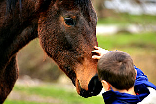 Saint-Leo-University-Online image of child petting horse